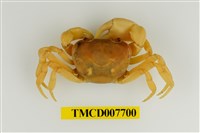 藏品(扁足澤蟹)的圖片